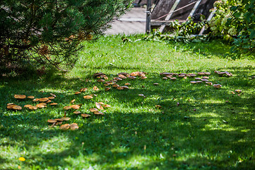 Image showing Mushrooms in the grass