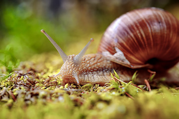 Image showing Helix pomatia also Roman snail, Burgundy snail