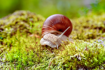 Image showing Helix pomatia also Roman snail, Burgundy snail