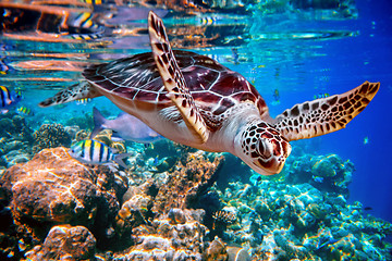 Image showing Sea turtle swims under water on the background of coral reefs