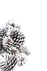 Image showing White decorative pine cones.