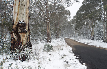 Image showing Australian gum trees in the snow