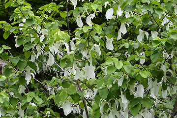 Image showing Handkerchief tree