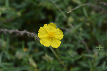 Image showing Common rockrose