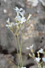 Image showing Endemic white flower