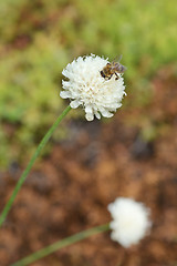 Image showing Giant scabious