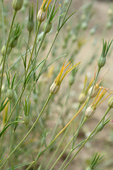 Image showing Common corn cockle