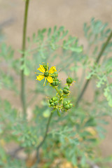 Image showing Common rue