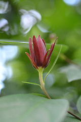 Image showing Carolina allspice