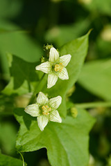 Image showing English mandrake