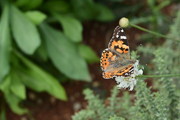 Image showing Giant scabious