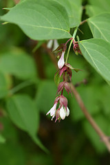 Image showing Himalayan honeysuckle