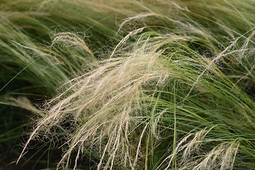 Image showing Pony tails grass