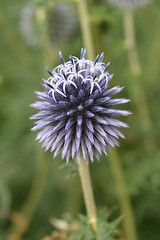 Image showing Globe Thistle