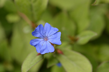 Image showing Blue Leadwort