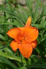 Image showing Daylily