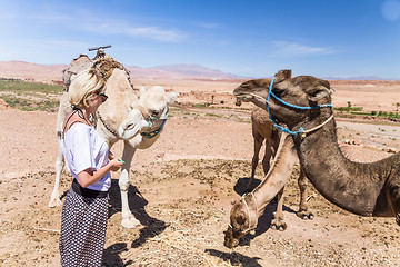 Image showing Young woman with a camels in Morocco.