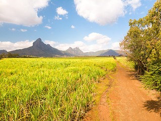 Image showing Beautiful bright green landscape of sugarcane fields in front of the black river national park mountains on Mauritius Island.