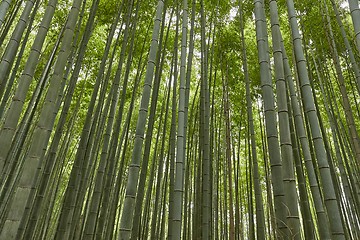 Image showing Tall Bamboo Plants