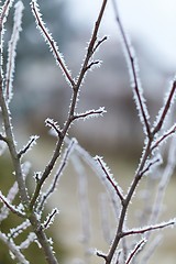 Image showing Winter tree branch closeup