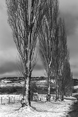 Image showing Poplars in Winter Scene