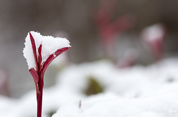 Image showing Photinia Red Robin new growth holding fresh snow