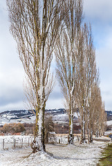 Image showing Poplars in countryside holding fresh snow in winter