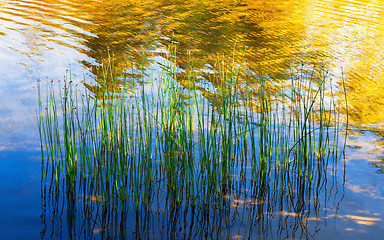 Image showing Reflection Of Water Plants And Sunlight In The Lake