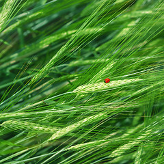 Image showing Green Natural Background Of Cereal Spike With Ladybug