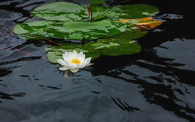 Image showing White Water Lily On The Black Water Surface