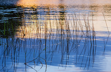 Image showing Golden Sunset Reflected In The Water With Growing Grass