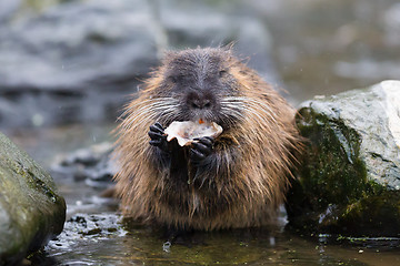 Image showing Coypu is eating