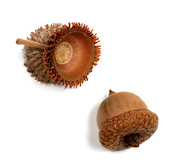 Image showing Autumn acorns on white