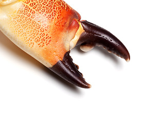 Image showing Cooked claw crab at corner