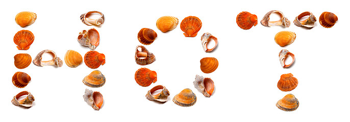 Image showing HOT text composed of seashells