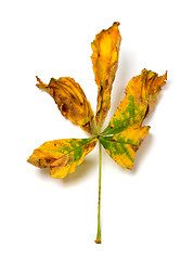 Image showing Dry autumn leaf of chestnut