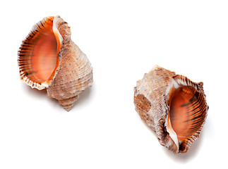 Image showing Two empty shells from rapana venosa