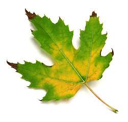 Image showing Autumn multicolor maple leaf