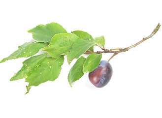 Image showing Plum with twig and leaves on white