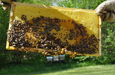 Image showing Brood comb with bees