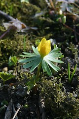 Image showing Spring flower