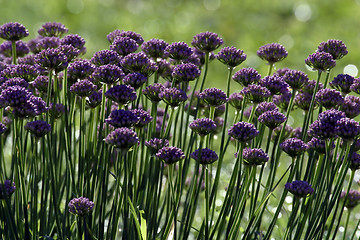 Image showing Herb flowers