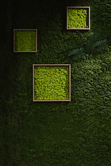 Image showing Dark green moss wall