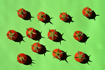 Image showing Cherry tomatos