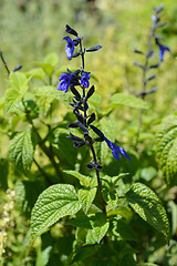 Image showing Anise-Scented Sage