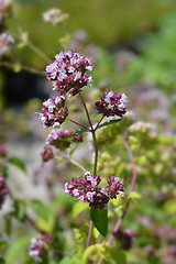 Image showing Oregano flowers