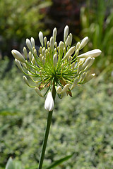 Image showing Lily of the Nile Albus