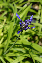 Image showing African lily Northern Star