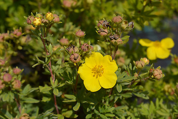 Image showing Elizabeth Cinquefoil