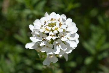 Image showing Evergreen Candytuft